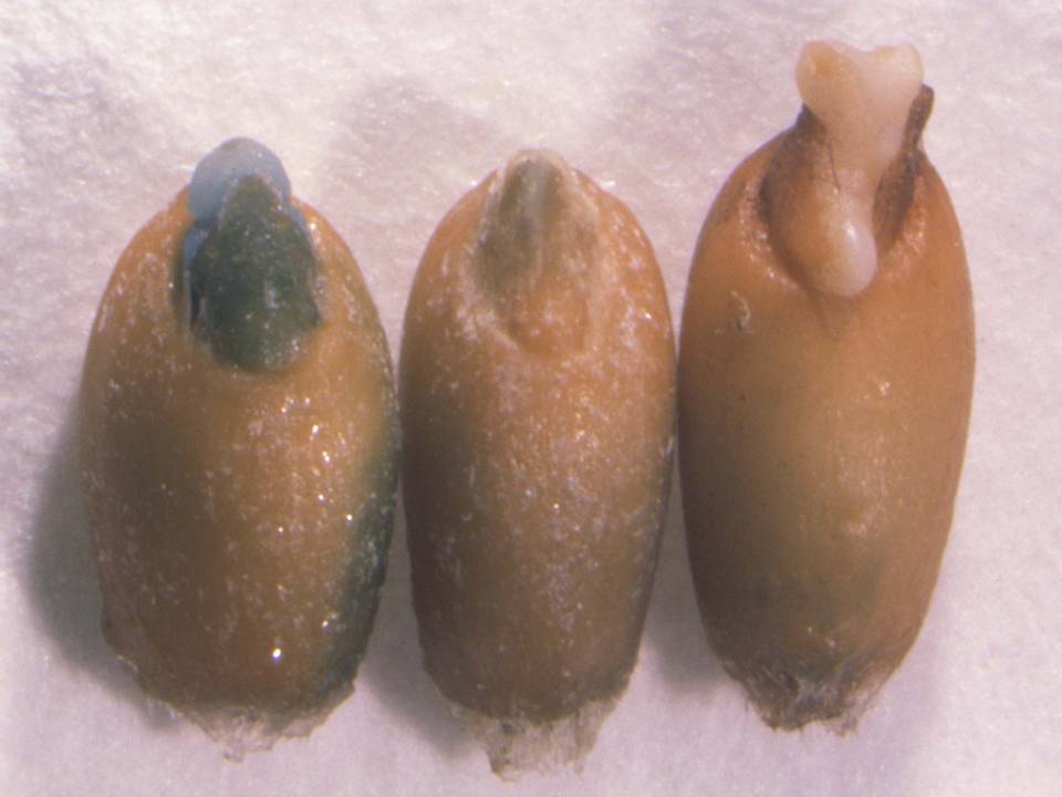 GUS gene expression